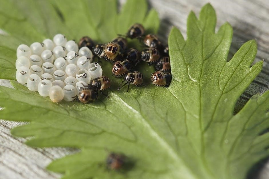 insect eggs identification guide pictures